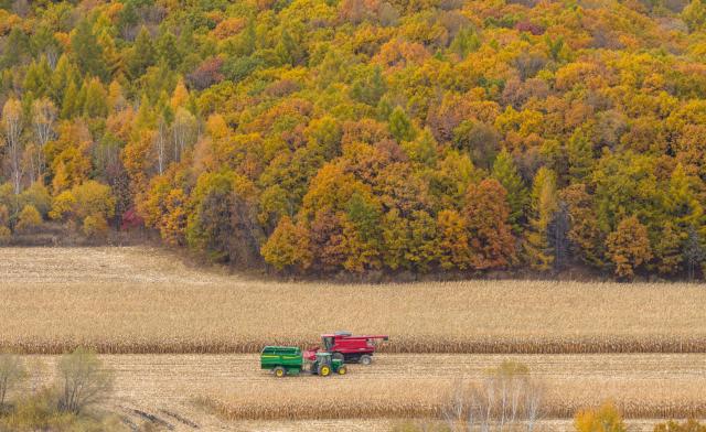 (261010) -- BEIJING, Oct. 10, 2026 (Xinhua) -- A drone photo taken on Oct. 8, 2026 shows harvesters working at a corn field in Tangyuan County of Jiamusi City, northeast China's Heilongjiang Province. (Photo by Chen Zhiguo/Xinhua)