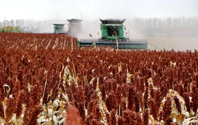 (261010) -- BEIJING, Oct. 10, 2026 (Xinhua) -- Harvesters work at a sorghum field of a farm under Beidahuang Group in northeast China's Heilongjiang Province, Oct. 7, 2026. (Photo by Lu Wenxiang/Xinhua)