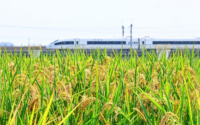 (261010) -- BEIJING, Oct. 10, 2026 (Xinhua) -- A high-speed train runs past rice fields at Yuxin Town in Jiaxing City, east China's Zhejiang Province, Oct. 10, 2026. As autumn sets in, farmers across China make the most of the farming season to work to ensure stable grain production. (Photo by Jin Peng/Xinhua)