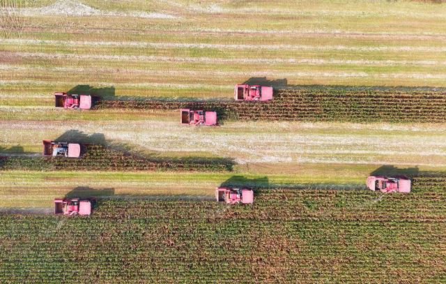 (261010) -- BEIJING, Oct. 10, 2026 (Xinhua) -- An aerial drone photo taken on Oct. 10, 2026 shows farm machinery harvesting corns in the fields at Yangliuxue Town in Binzhou City, east China's Shandong Province. As autumn sets in, farmers across China make the most of the farming season to work to ensure stable grain production. (Photo by Chu Baorui/Xinhua)