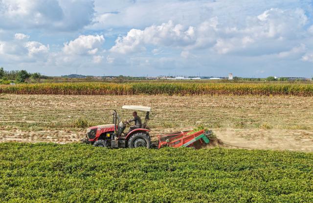 (261010) -- BEIJING, Oct. 10, 2026 (Xinhua) -- An aerial drone photo taken on Oct. 10, 2026 shows a farmer harvesting peanuts with machinery in the fields at Tengjia Town in Rongcheng City, east China's Shandong Province. As autumn sets in, farmers across China make the most of the farming season to work to ensure stable grain production. (Photo by Li Xinjun/Xinhua)