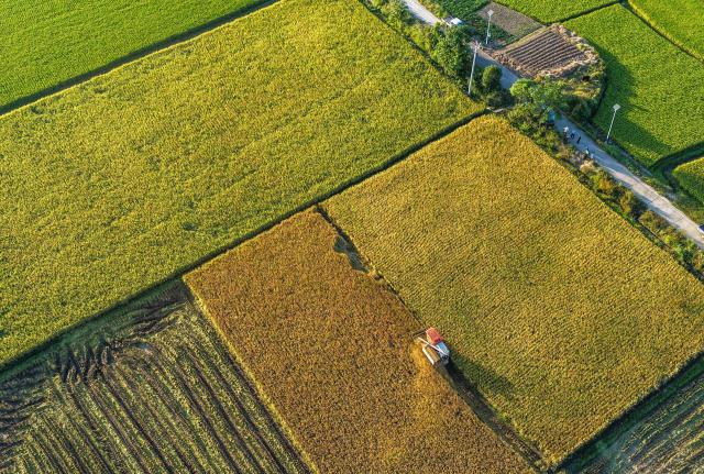 (261010) -- BEIJING, Oct. 10, 2026 (Xinhua) -- An aerial drone photo taken on Oct. 9, 2026 shows farm machinery harvesting rice in the fields at Zhangwufang Village in Yongzhou City, central China's Hunan Province. As autumn sets in, farmers across China make the most of the farming season to work to ensure stable grain production. (Photo by Jiang Keqing/Xinhua)