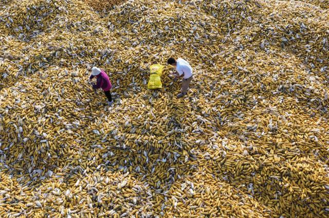 (261010) -- BEIJING, Oct. 10, 2026 (Xinhua) -- An aerial drone photo taken on Oct. 10, 2026 shows farmers handling harvested corns at Wulongkou Town in Jiyuan City, central China's Henan Province. As autumn sets in, farmers across China make the most of the farming season to work to ensure stable grain production. (Photo by Miao Qiunao/Xinhua)