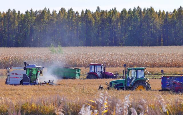 (261010) -- BEIJING, Oct. 10, 2026 (Xinhua) -- Farmers harvest rice with machinery in the fields at Tongjiang Town in Tongjiang City, northeast China's Heilongjiang Province, Oct. 10, 2026. As autumn sets in, farmers across China make the most of the farming season to work to ensure stable grain production. (Photo by Liu Wanping/Xinhua)