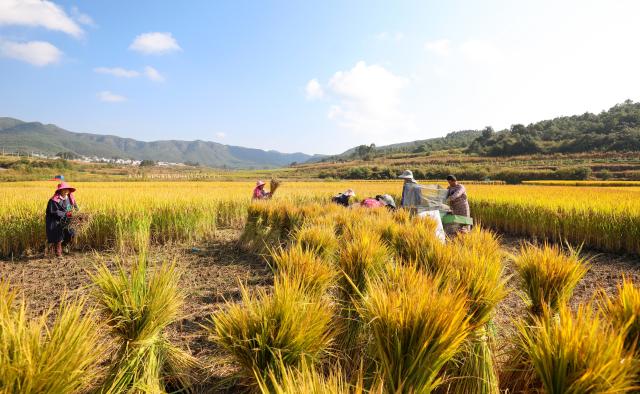 (261010) -- BEIJING, Oct. 10, 2026 (Xinhua) -- Farmers harvest rice in the fields at Hongshiyan Village in Qujing City, southwest China's Yunnan Province, Oct. 10, 2026. As autumn sets in, farmers across China make the most of the farming season to work to ensure stable grain production. (Photo by Wang Yong/Xinhua)