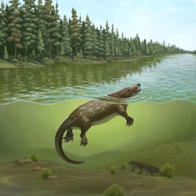 (261010) -- SHENYANG, Oct. 10, 2026 (Xinhua) -- This picture shows a restored image of Megacauda sungei. TO GO WITH "New large docodont fossil sheds light on Jurassic mammaliaform diversity" (Shenyang Normal University/Handout via Xinhua)
