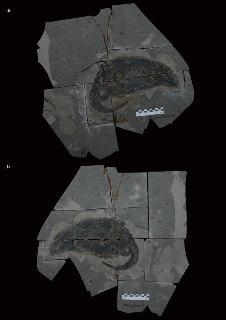 (261010) -- SHENYANG, Oct. 10, 2026 (Xinhua) -- This undated combo photo shows the fossil specimen of Megacauda sungei. TO GO WITH "New large docodont fossil sheds light on Jurassic mammaliaform diversity" (Shenyang Normal University/Handout via Xinhua)