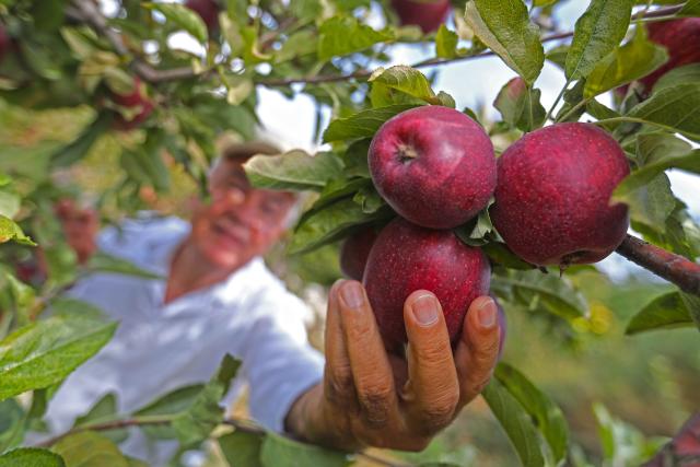 (261010) -- BASKINTA, Oct. 10, 2026 (Xinhua) -- A man picks apples during an apple festival in the village of Baskinta, Lebanon, Oct. 10, 2026. (Xinhua/Bilal Jawich)