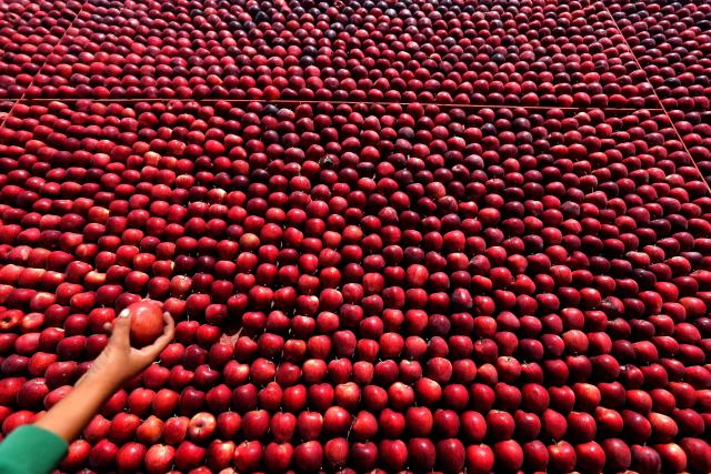 (261010) -- BASKINTA, Oct. 10, 2026 (Xinhua) -- Apples are seen at an apple festival in the village of Baskinta, Lebanon, Oct. 10, 2026. (Xinhua/Bilal Jawich)