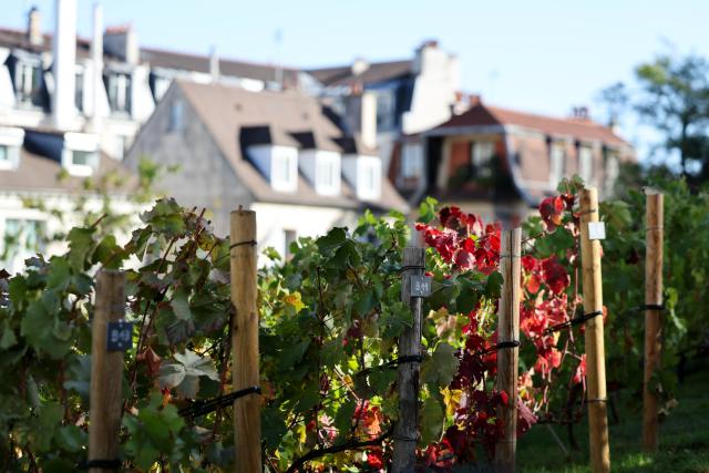 (261010) -- PARIS, Oct. 10, 2026 (Xinhua) -- Grape vines are seen at the Clos Montmartre vineyard during the harvest festival in Montmartre, Paris, France, Oct. 10, 2026. The 93rd edition of the Montmartre Grape Harvest Festival runs from Oct. 7 to 11, featuring a grand parade, musical performances and other festivities. (Xinhua/Wu Huiwo)