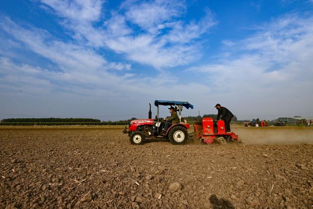 (261011) -- BEIJING, Oct. 11, 2026 (Xinhua) -- Farmers sow wheat with machinery in the fields at Huanglou Subdistrict in Qingzhou City, east China's Shandong Province, Oct. 10, 2026. As autumn sets in, farmers across China make the most of the farming season to work to ensure stable grain production. (Photo by Wang Jilin/Xinhua)