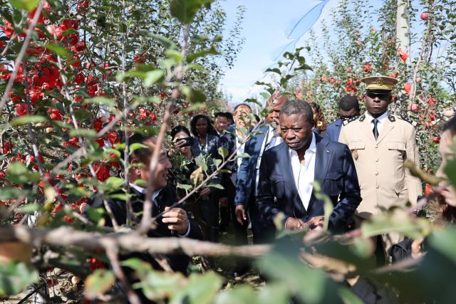 (261011) -- XI'AN, Oct. 11, 2026 (Xinhua) -- President of the Council of Ministers of Togo Faure Essozimna Gnassingbé visits an apple orchard in Nangou Village of Yan'an City, northwest China's Shaanxi Province, Oct. 10, 2026. Faure visited localities in Shaanxi Province from Oct. 9 to 11 during his official visit to China. (Xinhua/Li Yibo)