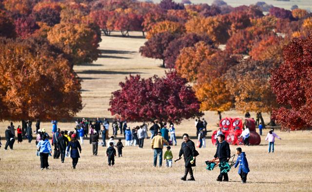 (261011) -- HINGGAN LEAGUE, Oct. 11, 2026 (Xinhua) -- Tourists attend a maple-themed cultural tourism season in Horqin Right Wing Middle Banner of Hinggan League, north China's Inner Mongolia Autonomous Region, Oct. 11, 2026. A maple-themed cultural tourism season kicked off here on Sunday, featuring autumn maple viewing, cultural experiences and leisure activities. (Xinhua/Bei He)