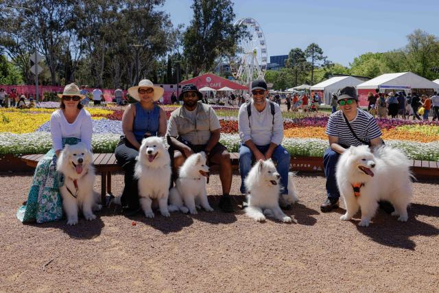 (261011) -- CANBERRA, Oct. 11, 2026 (Xinhua) -- People attend "Dogs' Day Out" event with their dogs during the Floriade flower festival in Canberra, Australia, on Oct. 11, 2026.
  The Floriade flower festival here held its "Dogs' Day Out" event on Sunday, marking the conclusion of this year's spring welcoming festivity. (Photo by Chu Chen/Xinhua)