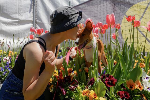 (261011) -- CANBERRA, Oct. 11, 2026 (Xinhua) -- A woman interacts with her dog at "Dogs' Day Out" event during the Floriade flower festival in Canberra, Australia, on Oct. 11, 2026.
  The Floriade flower festival here held its "Dogs' Day Out" event on Sunday, marking the conclusion of this year's spring welcoming festivity. (Photo by Chu Chen/Xinhua)
