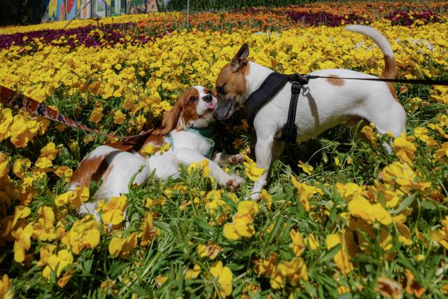 (261011) -- CANBERRA, Oct. 11, 2026 (Xinhua) -- Dogs are seen at "Dogs' Day Out" event during the Floriade flower festival in Canberra, Australia, on Oct. 11, 2026.
  The Floriade flower festival here held its "Dogs' Day Out" event on Sunday, marking the conclusion of this year's spring welcoming festivity. (Photo by Chu Chen/Xinhua)