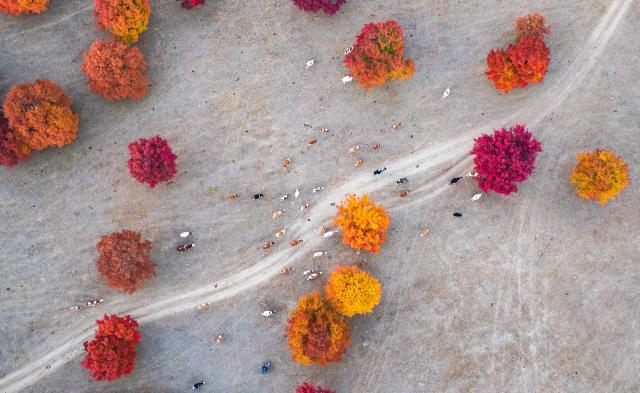 (261011) -- HINGGAN LEAGUE, Oct. 11, 2026 (Xinhua) -- An aerial drone photo taken on Oct. 11, 2026 shows a view of maple trees on Daiqin Tal grassland in Horqin Right Wing Middle Banner of Hinggan League, north China's Inner Mongolia Autonomous Region. (Xinhua/Bei He)