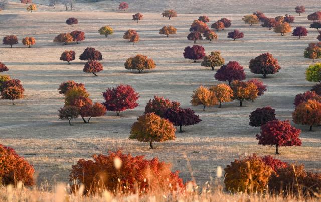 (261011) -- HINGGAN LEAGUE, Oct. 11, 2026 (Xinhua) -- This photo taken on Oct. 11, 2026 shows a view of maple trees on Daiqin Tal grassland in Horqin Right Wing Middle Banner of Hinggan League, north China's Inner Mongolia Autonomous Region. (Xinhua/Bei He)