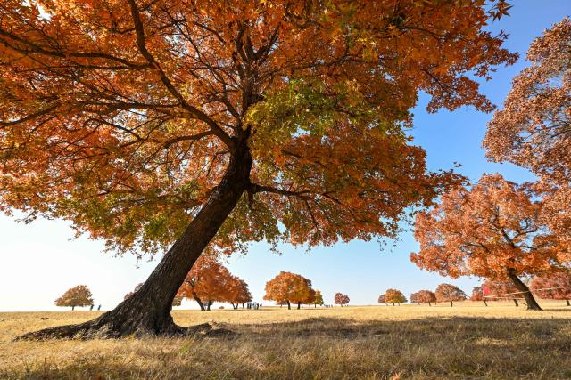 (261011) -- HINGGAN LEAGUE, Oct. 11, 2026 (Xinhua) -- This photo taken on Oct. 11, 2026 shows a view of maple trees on Daiqin Tal grassland in Horqin Right Wing Middle Banner of Hinggan League, north China's Inner Mongolia Autonomous Region. (Xinhua/Bei He)