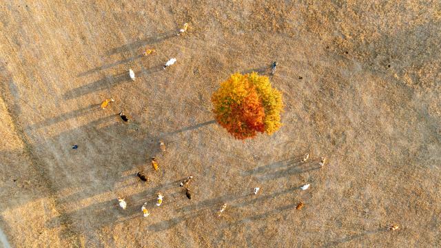 (261011) -- HINGGAN LEAGUE, Oct. 11, 2026 (Xinhua) -- An aerial drone photo taken on Oct. 11, 2026 shows cattle on Daiqin Tal grassland in Horqin Right Wing Middle Banner of Hinggan League, north China's Inner Mongolia Autonomous Region. (Xinhua/Bei He)