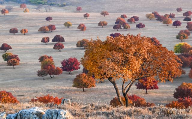 (261011) -- HINGGAN LEAGUE, Oct. 11, 2026 (Xinhua) -- This photo taken on Oct. 11, 2026 shows a view of maple trees on Daiqin Tal grassland in Horqin Right Wing Middle Banner of Hinggan League, north China's Inner Mongolia Autonomous Region. (Xinhua/Bei He)
