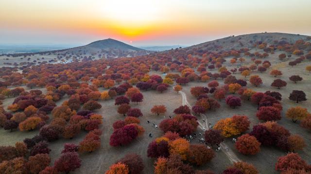 (261011) -- HINGGAN LEAGUE, Oct. 11, 2026 (Xinhua) -- An aerial drone photo taken on Oct. 11, 2026 shows the sunrise on Daiqin Tal grassland in Horqin Right Wing Middle Banner of Hinggan League, north China's Inner Mongolia Autonomous Region. (Xinhua/Bei He)