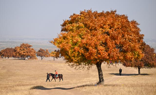 (261011) -- HINGGAN LEAGUE, Oct. 11, 2026 (Xinhua) -- Tourists are seen on the Daiqin Tal grassland in Horqin Right Wing Middle Banner of Hinggan League, north China's Inner Mongolia Autonomous Region, Oct. 11, 2026. (Xinhua/Bei He)