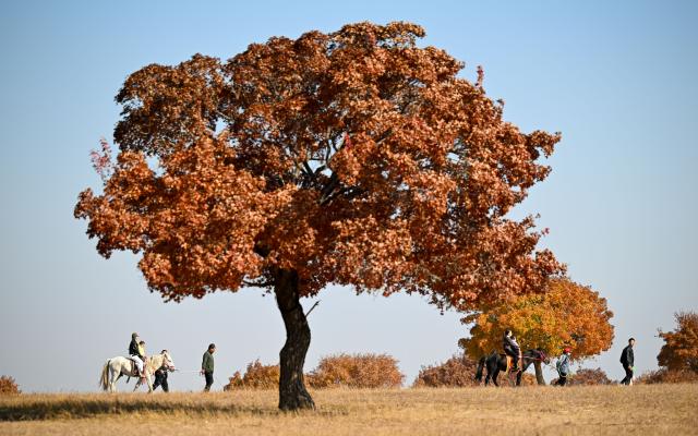 (261011) -- HINGGAN LEAGUE, Oct. 11, 2026 (Xinhua) -- Tourists are seen on the Daiqin Tal grassland in Horqin Right Wing Middle Banner of Hinggan League, north China's Inner Mongolia Autonomous Region, Oct. 11, 2026. (Xinhua/Bei He)