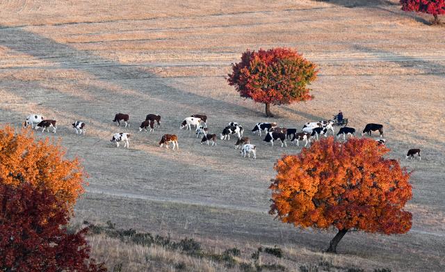 (261011) -- HINGGAN LEAGUE, Oct. 11, 2026 (Xinhua) -- A herd of cattle is seen on the Daiqin Tal grassland in Horqin Right Wing Middle Banner of Hinggan League, north China's Inner Mongolia Autonomous Region, Oct. 11, 2026. (Xinhua/Bei He)