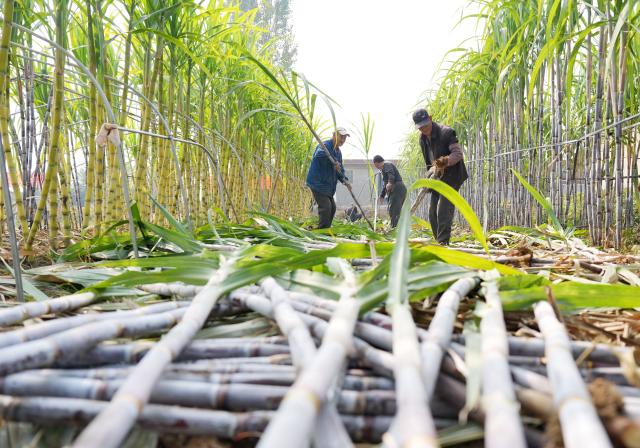 (261012) -- BEIJING, Oct. 12, 2026 (Xinhua) -- Farmers harvest sugarcane at a field in Fengnan District of Tangshan City, north China's Hebei Province, Oct. 11, 2026.
  In recent years, Fengnan District has introduced quality sugarcane varieties cultivated in southern China, as a way to upgrade its agriculture and boost farmers' income. (Xinhua/Yang Shiyao)