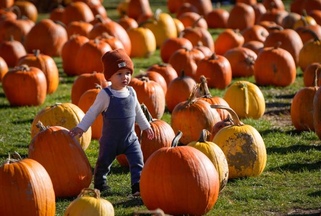 (261012) -- RICHMOND, Oct. 12, 2026 (Xinhua) -- A child walks among pumpkins at a farm in Richmond, British Columbia, Canada, Oct. 11, 2026. Visiting pumpkin patches is a popular autumn activity in Canada, attracting families to local farms to enjoy the harvest season. (Photo by Liang Sen/Xinhua)