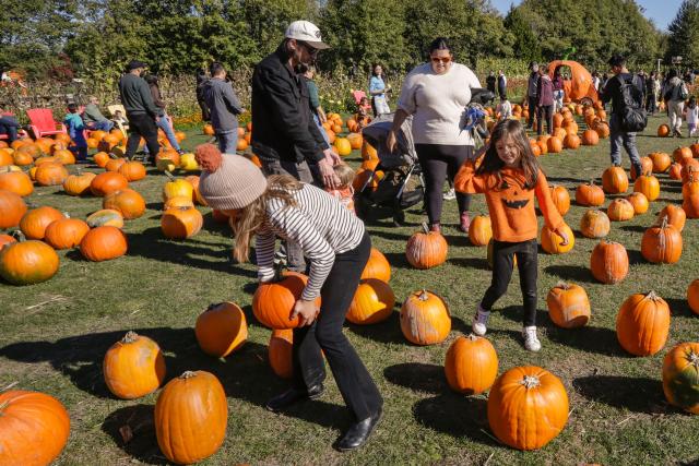 (261012) -- RICHMOND, Oct. 12, 2026 (Xinhua) -- People select pumpkins at a farm in Richmond, British Columbia, Canada, Oct. 11, 2026. Visiting pumpkin patches is a popular autumn activity in Canada, attracting families to local farms to enjoy the harvest season. (Photo by Liang Sen/Xinhua)