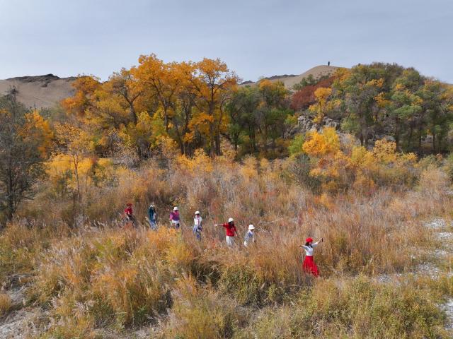 (261012) -- AKSAY, Oct. 12, 2026 (Xinhua) -- A drone photo taken on Oct. 11, 2026 shows tourists enjoying sightseeing at the Huyangxia scenic spot in the Kazak Autonomous County of Aksay, northwest China's Gansu Province. (Photo by Gao Hongshan/Xinhua)