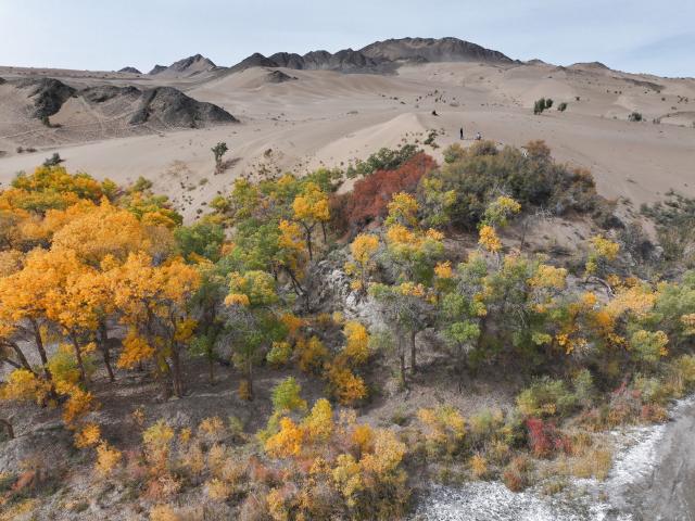 (261012) -- AKSAY, Oct. 12, 2026 (Xinhua) -- A drone photo taken on Oct. 11, 2026 shows an autumn view of the Huyangxia scenic spot in the Kazak Autonomous County of Aksay, northwest China's Gansu Province. (Photo by Gao Hongshan/Xinhua)
