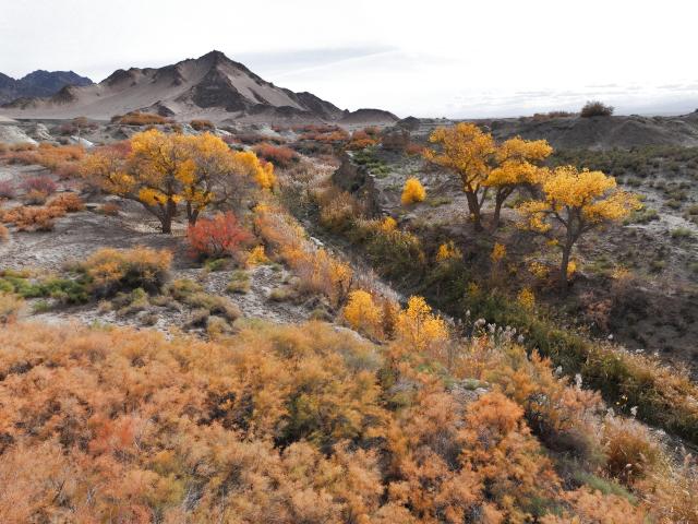 (261012) -- AKSAY, Oct. 12, 2026 (Xinhua) -- A drone photo taken on Oct. 11, 2026 shows an autumn view of the Huyangxia scenic spot in the Kazak Autonomous County of Aksay, northwest China's Gansu Province. (Photo by Gao Hongshan/Xinhua)