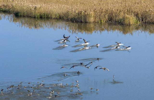(261012) -- HARBIN, Oct. 12, 2026 (Xinhua) -- A drone photo taken on Oct. 11, 2026 shows migratory birds at a national wetland park in Shuangyashan City, northeast China's Heilongjiang Province. (Photo by Han Yang/Xinhua)