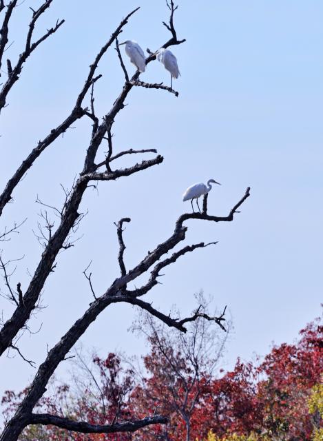 (261012) -- HARBIN, Oct. 12, 2026 (Xinhua) -- This photo taken on Oct. 10, 2026 shows migratory birds resting on a tree at an island in Tongjiang City, northeast China's Heilongjiang Province. (Photo by Liu Wanping/Xinhua)