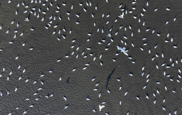 (261012) -- HARBIN, Oct. 12, 2026 (Xinhua) -- An aerial drone photo taken on Oct. 11, 2026 shows migratory birds at the Harbin section of Songhua River in northeast China's Heilongjiang Province. (Photo by Zhang Shu/Xinhua)