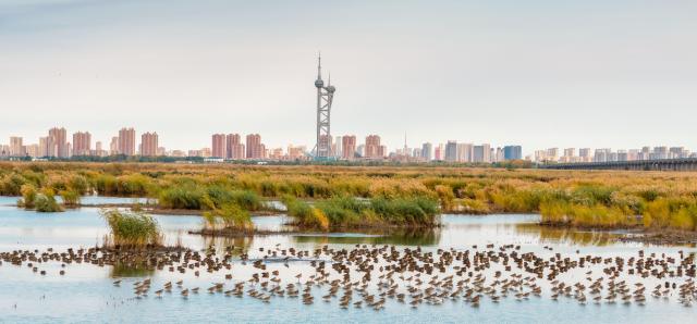 (261012) -- HARBIN, Oct. 12, 2026 (Xinhua) -- A drone photo taken on Oct. 8, 2026 shows migratory birds at a wetland in Daqing City, northeast China's Heilongjiang Province. (Photo by Chi Shiyong/Xinhua)