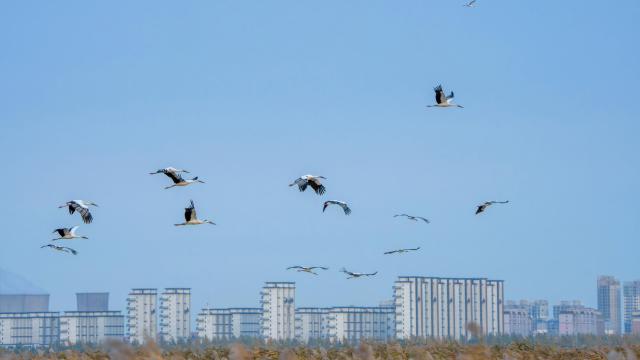 (261012) -- HARBIN, Oct. 12, 2026 (Xinhua) -- This photo taken on Oct. 8, 2026 shows oriental white storks in Daqing City, northeast China's Heilongjiang Province. (Photo by Liu Chengshan/Xinhua)