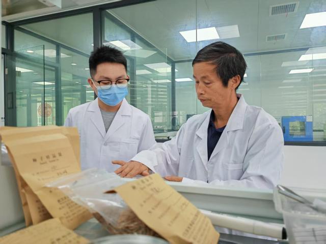 (261012) -- WUHAN, Oct. 12, 2026 (Xinhua) -- Su Zhongxiang (R) checks seeds at a laboratory of Wuhan Qingfa Hesheng Agricultural Development Co., Ltd. in Wuhan, central China's Hubei Province, May 12, 2026. TO GO WITH "Across China: One seed, a shared harvest: China-Pakistan agricultural cooperation bears fruit" (Xinhua/Yue Wenwan)