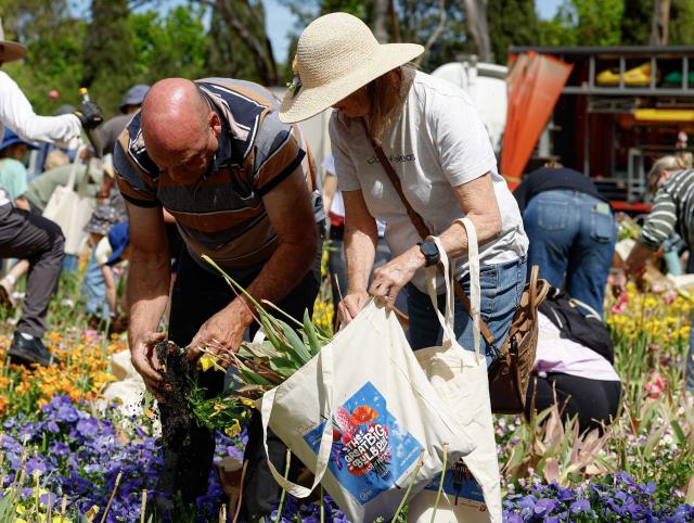 (261012) -- CANBERRA, Oct. 12, 2026 (Xinhua) -- People dig up flower bulbs during the Great Big Bulb Dig event at Commonwealth Park in Canberra, Australia, on Oct. 12, 2026. The Great Big Bulb Dig, held annually following the end of the Floriade flower festival, attracted a large number of visitors to dig up and take home flower bulbs and annuals from the festival's display beds. (Photo by Chu Chen/Xinhua)