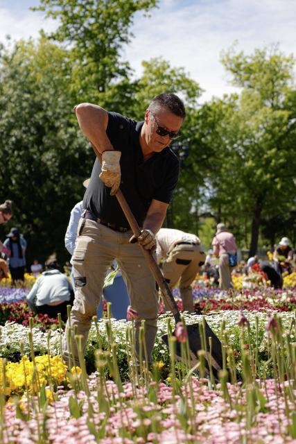 (261012) -- CANBERRA, Oct. 12, 2026 (Xinhua) -- A man digs up flower bulbs during the Great Big Bulb Dig event at Commonwealth Park in Canberra, Australia, on Oct. 12, 2026. The Great Big Bulb Dig, held annually following the end of the Floriade flower festival, attracted a large number of visitors to dig up and take home flower bulbs and annuals from the festival's display beds. (Photo by Chu Chen/Xinhua)
