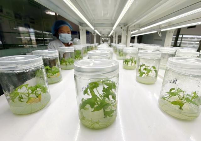 (261012) -- SHIJIAZHUANG, Oct. 12, 2026 (Xinhua) -- A technician works on sweet potato seedlings at a sweet potato seedling breeding base in Lulong County, north China's Hebei Province, Oct. 12, 2026. Leveraging its sandy soil, Lulong County has encouraged local farmers to grow high-quality sweet potatoes in recent years. The county has also introduced enterprises for deep processing of sweet potato products. These efforts have helped form an industrial chain covering sweet potato seedling cultivation, planting, deep processing and sales here, effectively boosting farmers' incomes. According to local authorities, the county's sweet potato planting area now exceeds 120,000 mu (about 8,000 hectares). (Xinhua/Yang Shiyao)