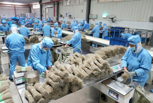 (261012) -- SHIJIAZHUANG, Oct. 12, 2026 (Xinhua) -- Workers operate at the workshop of a sweet potato deep processing enterprise in Lulong County, north China's Hebei Province, Oct. 12, 2026. Leveraging its sandy soil, Lulong County has encouraged local farmers to grow high-quality sweet potatoes in recent years. The county has also introduced enterprises for deep processing of sweet potato products. These efforts have helped form an industrial chain covering sweet potato seedling cultivation, planting, deep processing and sales here, effectively boosting farmers' incomes. According to local authorities, the county's sweet potato planting area now exceeds 120,000 mu (about 8,000 hectares). (Xinhua/Yang Shiyao)