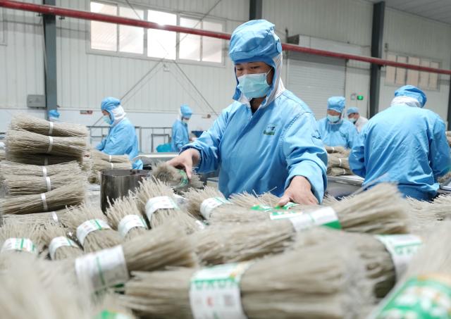 (261012) -- SHIJIAZHUANG, Oct. 12, 2026 (Xinhua) -- Workers operate at the workshop of a sweet potato deep processing enterprise in Lulong County, north China's Hebei Province, Oct. 12, 2026. Leveraging its sandy soil, Lulong County has encouraged local farmers to grow high-quality sweet potatoes in recent years. The county has also introduced enterprises for deep processing of sweet potato products. These efforts have helped form an industrial chain covering sweet potato seedling cultivation, planting, deep processing and sales here, effectively boosting farmers' incomes. According to local authorities, the county's sweet potato planting area now exceeds 120,000 mu (about 8,000 hectares). (Xinhua/Yang Shiyao)