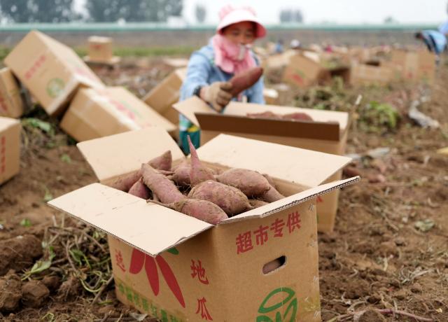 (261012) -- SHIJIAZHUANG, Oct. 12, 2026 (Xinhua) -- Harvested sweet potatoes are seen at a sweet potato planting base in Lulong County, north China's Hebei Province, Oct. 12, 2026. Leveraging its sandy soil, Lulong County has encouraged local farmers to grow high-quality sweet potatoes in recent years. The county has also introduced enterprises for deep processing of sweet potato products. These efforts have helped form an industrial chain covering sweet potato seedling cultivation, planting, deep processing and sales here, effectively boosting farmers' incomes. According to local authorities, the county's sweet potato planting area now exceeds 120,000 mu (about 8,000 hectares). (Xinhua/Yang Shiyao)