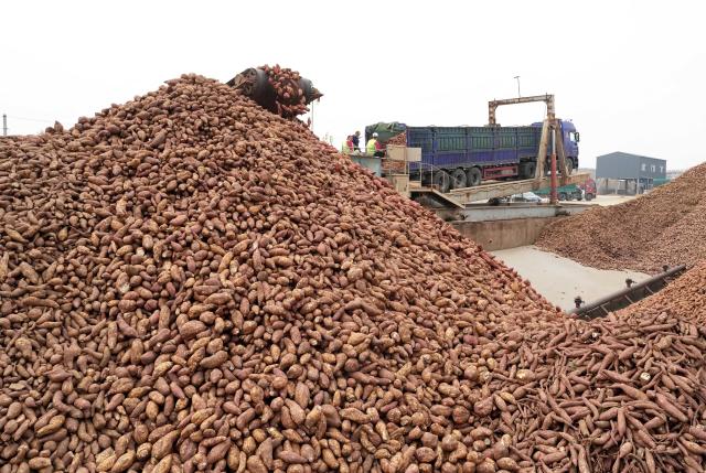 (261012) -- SHIJIAZHUANG, Oct. 12, 2026 (Xinhua) -- Workers unload sweet potatoes purchased from farmers in Lulong County, north China's Hebei Province, Oct. 12, 2026. Leveraging its sandy soil, Lulong County has encouraged local farmers to grow high-quality sweet potatoes in recent years. The county has also introduced enterprises for deep processing of sweet potato products. These efforts have helped form an industrial chain covering sweet potato seedling cultivation, planting, deep processing and sales here, effectively boosting farmers' incomes. According to local authorities, the county's sweet potato planting area now exceeds 120,000 mu (about 8,000 hectares). (Xinhua/Yang Shiyao)