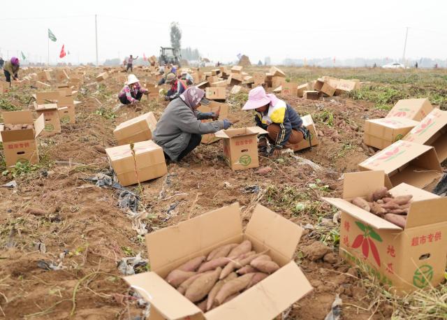 (261012) -- SHIJIAZHUANG, Oct. 12, 2026 (Xinhua) -- Farmers harvest sweet potatoes at a sweet potato planting base in Lulong County, north China's Hebei Province, Oct. 12, 2026. Leveraging its sandy soil, Lulong County has encouraged local farmers to grow high-quality sweet potatoes in recent years. The county has also introduced enterprises for deep processing of sweet potato products. These efforts have helped form an industrial chain covering sweet potato seedling cultivation, planting, deep processing and sales here, effectively boosting farmers' incomes. According to local authorities, the county's sweet potato planting area now exceeds 120,000 mu (about 8,000 hectares). (Xinhua/Yang Shiyao)