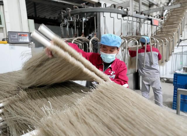 (261012) -- SHIJIAZHUANG, Oct. 12, 2026 (Xinhua) -- Workers operate at the workshop of a sweet potato deep processing enterprise in Lulong County, north China's Hebei Province, Oct. 12, 2026. Leveraging its sandy soil, Lulong County has encouraged local farmers to grow high-quality sweet potatoes in recent years. The county has also introduced enterprises for deep processing of sweet potato products. These efforts have helped form an industrial chain covering sweet potato seedling cultivation, planting, deep processing and sales here, effectively boosting farmers' incomes. According to local authorities, the county's sweet potato planting area now exceeds 120,000 mu (about 8,000 hectares). (Xinhua/Yang Shiyao)